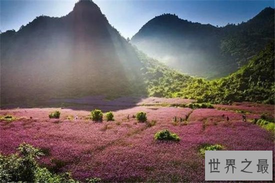 中国最佳赏花十大圣地,这些地方就是花的天堂!