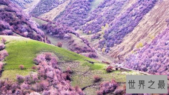 中国最佳赏花十大圣地,这些地方就是花的天堂!