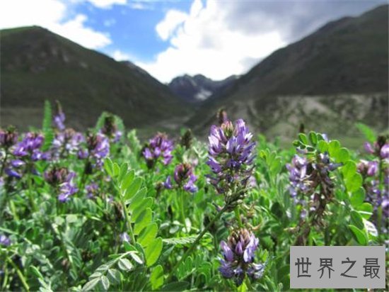 中国最佳赏花十大圣地,这些地方就是花的天堂!