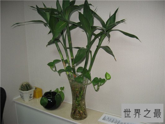 防辐射的植物排行,电脑工作者的必备神器