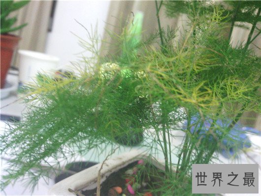 防辐射的植物排行,电脑工作者的必备神器