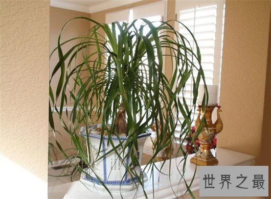 防辐射的植物排行,电脑工作者的必备神器