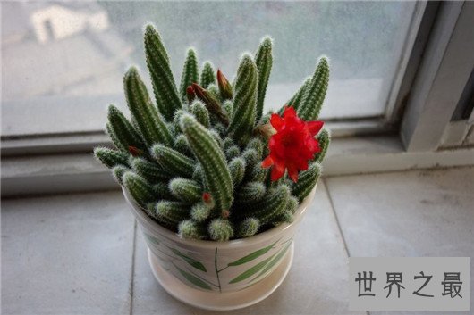 防辐射的植物排行,电脑工作者的必备神器