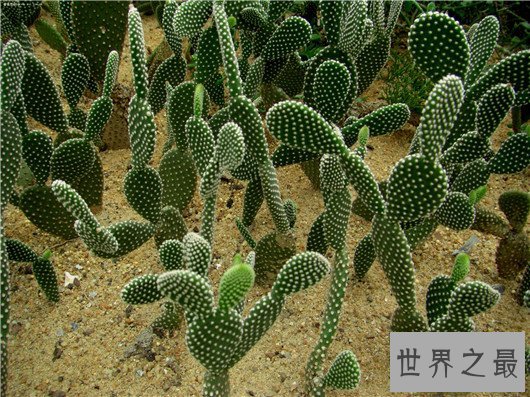 防辐射的植物排行,电脑工作者的必备神器