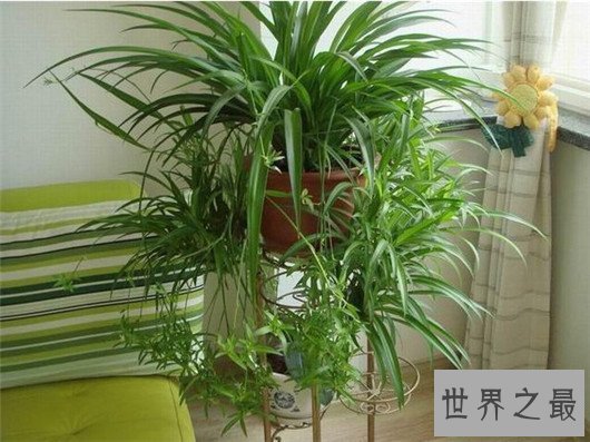 防辐射的植物排行,电脑工作者的必备神器