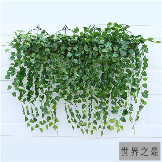 防辐射的植物排行,电脑工作者的必备神器