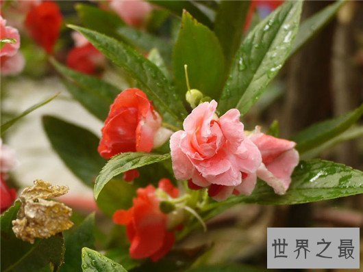 防辐射的植物排行,电脑工作者的必备神器