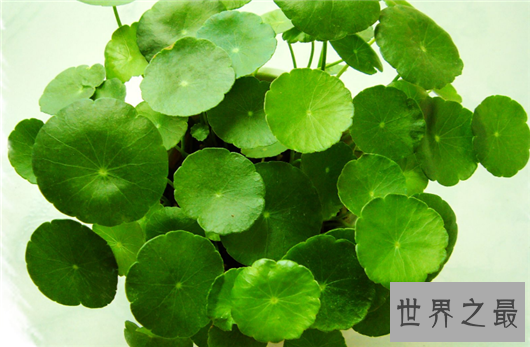 防辐射的植物排行,电脑工作者的必备神器