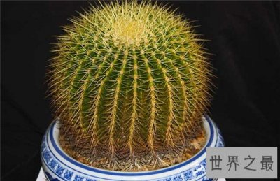 ​防辐射的植物排行，电脑工作者的必备神器