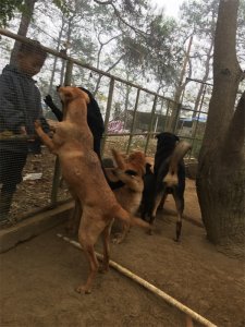 养殖100只肉狗需要多大场地(养殖肉狗挣钱吗)