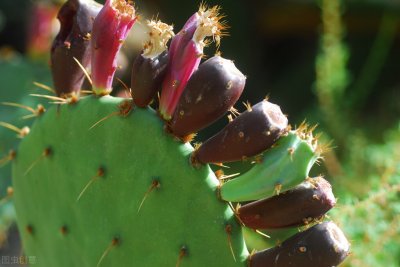 仙人掌的精神品质有哪些(仙人掌坚强不屈的精神品质)