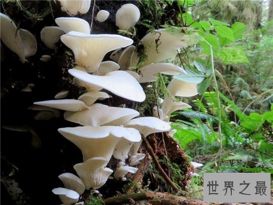 全球十大最致命的蘑菇,见到千万要远离!