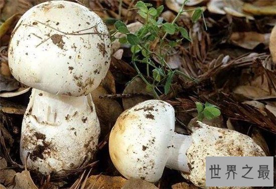 全球十大最致命的蘑菇,见到千万要远离!