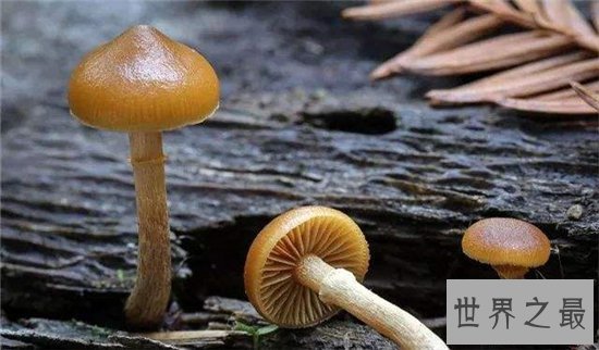 全球十大最致命的蘑菇,见到千万要远离!