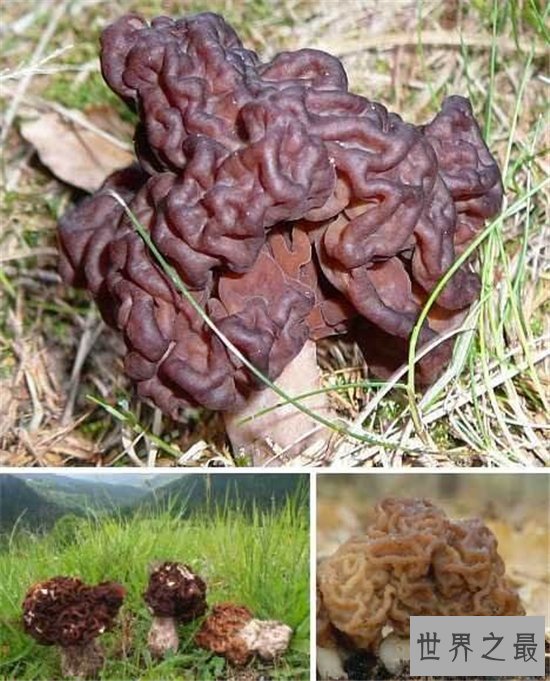 全球十大最致命的蘑菇,见到千万要远离!