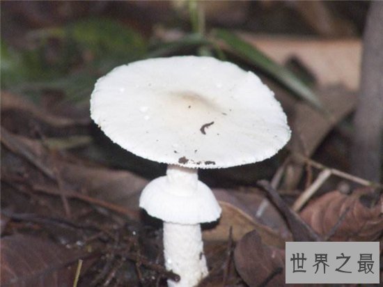 全球十大最致命的蘑菇,见到千万要远离!
