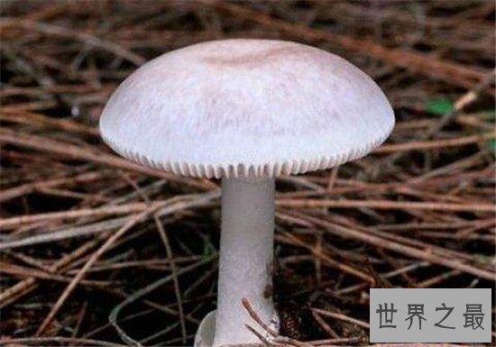 全球十大最致命的蘑菇,见到千万要远离!
