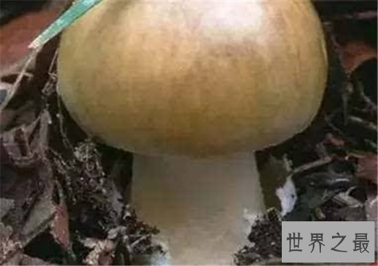 全球十大最致命的蘑菇,见到千万要远离!