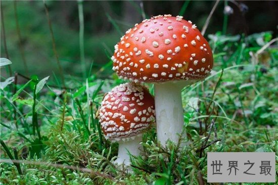 全球十大最致命的蘑菇,见到千万要远离!