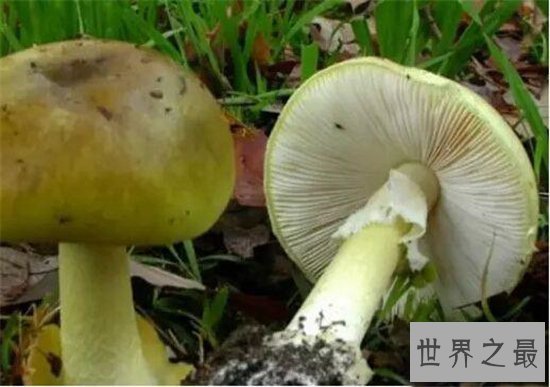 全球十大最致命的蘑菇,见到千万要远离!