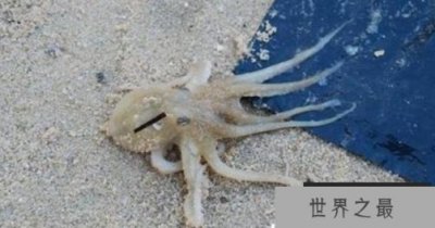 ​神秘的沼泽章鱼，生活在沼泽中的未来新生物