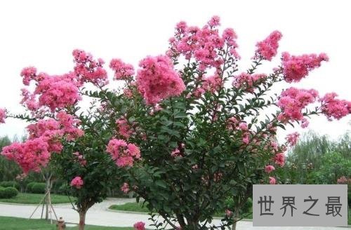 世界上最怕痒的树，一碰它它就会剧烈颤抖