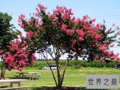 ​世界上最怕痒的树，一碰它它就会剧烈颤抖