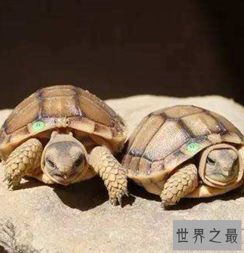 世界上最小的龟，不仔细看你可能都找不到它。