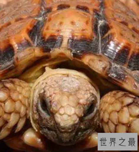 世界上最小的龟，不仔细看你可能都找不到它。