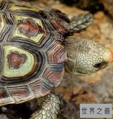 世界上最小的龟，不仔细看你可能都找不到它。