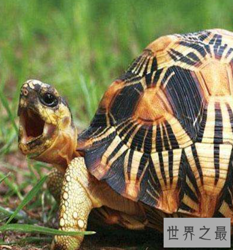 世界上最小的龟，不仔细看你可能都找不到它。