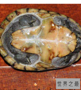 ​世界上最小的龟，不仔细看你可能都找不到它。