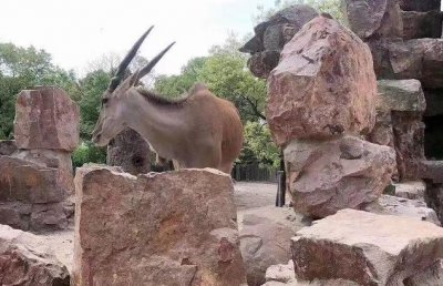 纳特的好运鱼竿,紫霞云麒神武本级收益相关