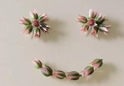 叶蓝玛建新品牌冰王牌狐臭,迪亚特洛夫山径事件