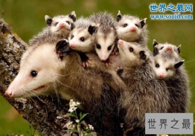 ​世界上最会装死的动物，负鼠(追捕者心生恐惧)