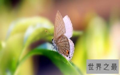 ​世界上最小大蝴蝶，最小的只有13毫米。
