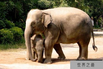 ​全国野生动物园排名 带你感受最原始的大自然