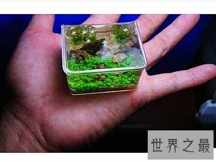 世界上最小的鱼，真的是用来塞牙缝都不够。