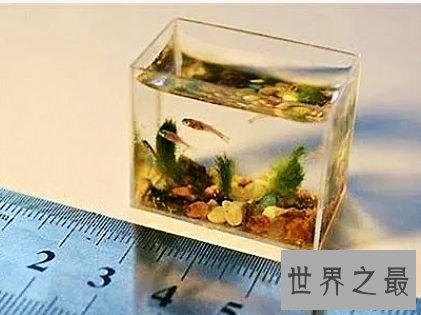 世界上最小的鱼，真的是用来塞牙缝都不够。