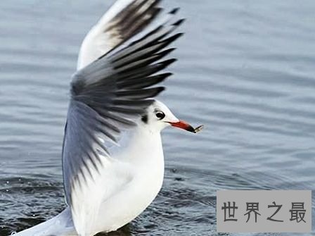 世界上最小的鱼，真的是用来塞牙缝都不够。