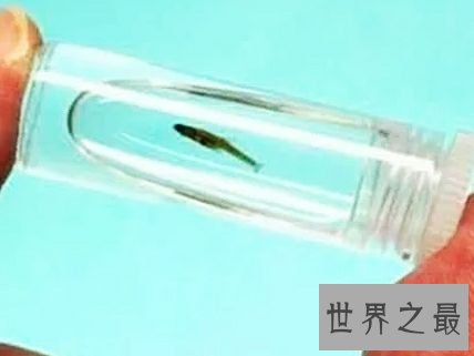 世界上最小的鱼，真的是用来塞牙缝都不够。