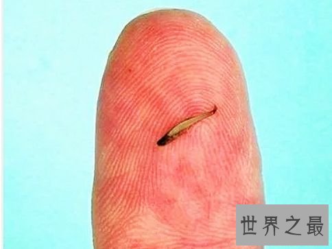 世界上最小的鱼，真的是用来塞牙缝都不够。