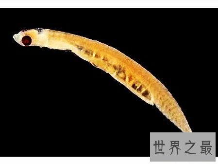 世界上最小的鱼，真的是用来塞牙缝都不够。