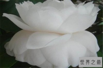 ​世界十大最凄美的花故事 紫藤为情而生，第八为冥界之花