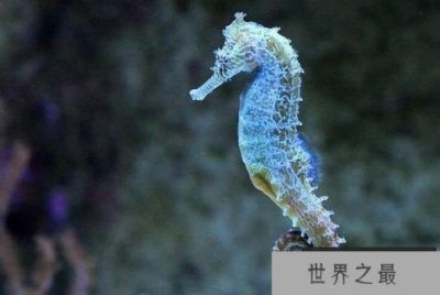 ​世界上游得最慢的鱼：海马每分钟仅游1至3米