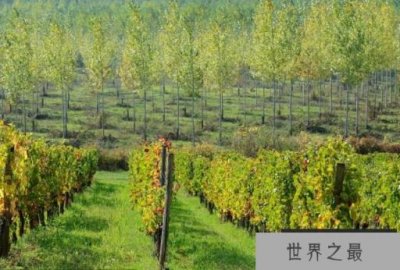 ​世界五大赤霞珠产区：法国波尔多荣登榜首