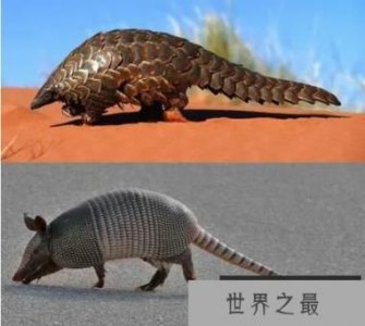 ​穿山甲和犰狳的区别，犰狳为什么有麻风病