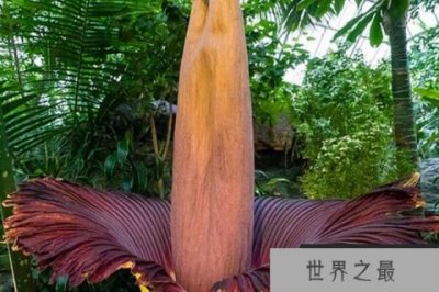 ​世界最大的十种花，大豹皮花上榜，第一是世界上最臭的花
