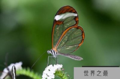 ​世界上第一漂亮的蝴蝶排名前十