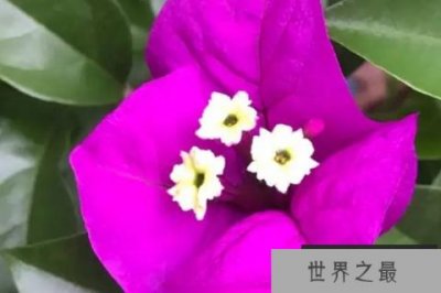 ​三角梅哪个品种最名贵？名贵三角梅品种排名